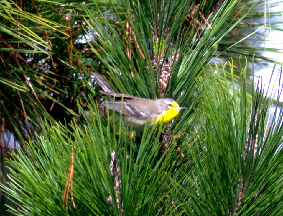 WARBLER, GRACE'S (12-19-07) black hill, morro bay -2