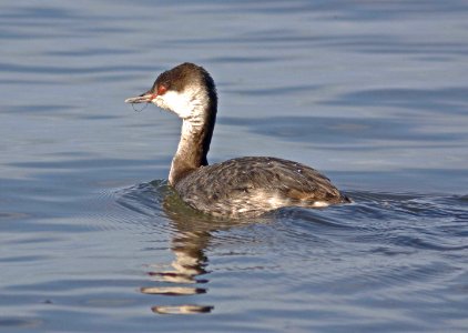 GREBE, HORNED (1-5-08)