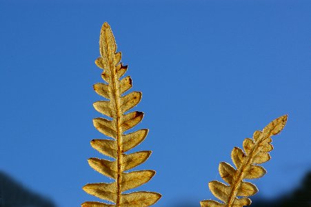FERN, BRACKEN (12-9-07)-07