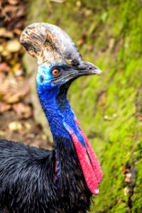 Cassowary at the Budapest zoo