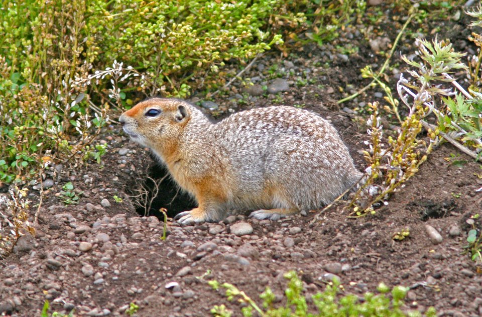 ARCTIC GROUND SQUIRREL (spermophilus parryii) (9-2-08) gambell, ak -01