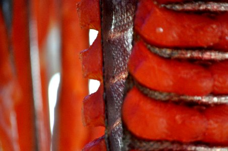 Salmon Drying