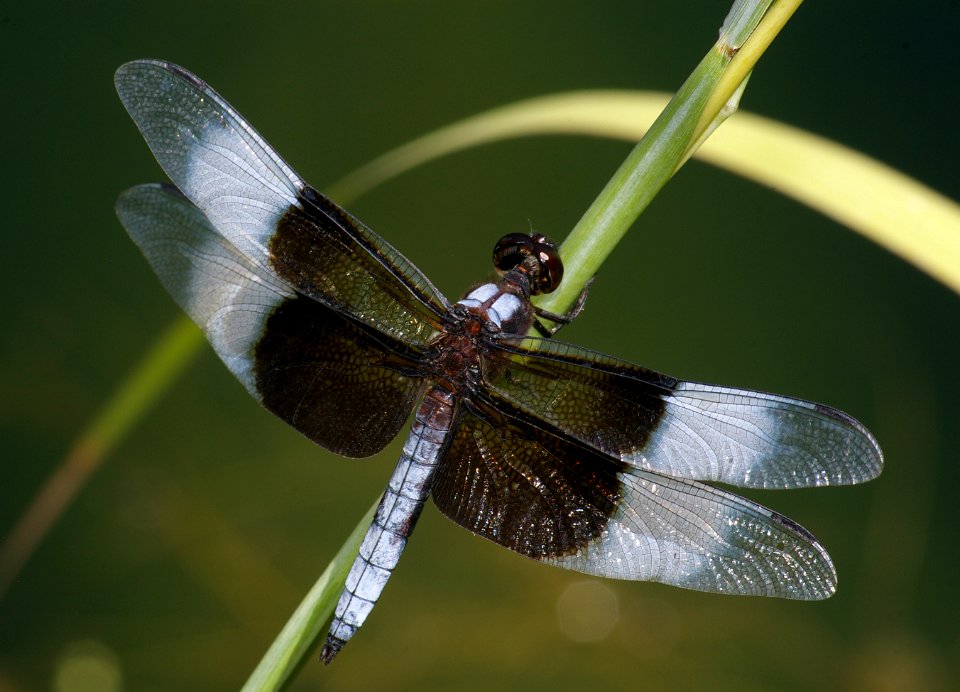 SKIMMER, WIDOW (libellula luctuosa) (7-29-08) male, albuquerque zoo pond -01