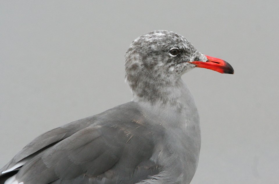 GULL, HEERMAN'S (8-22-08) stand, morro bay -01