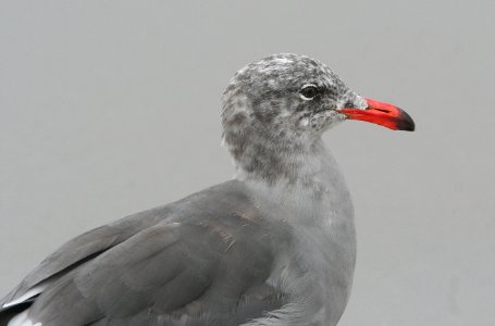 GULL, HEERMAN'S (8-22-08) stand, morro bay -01