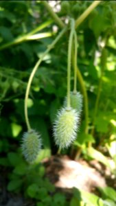 Stylophorum seedpods