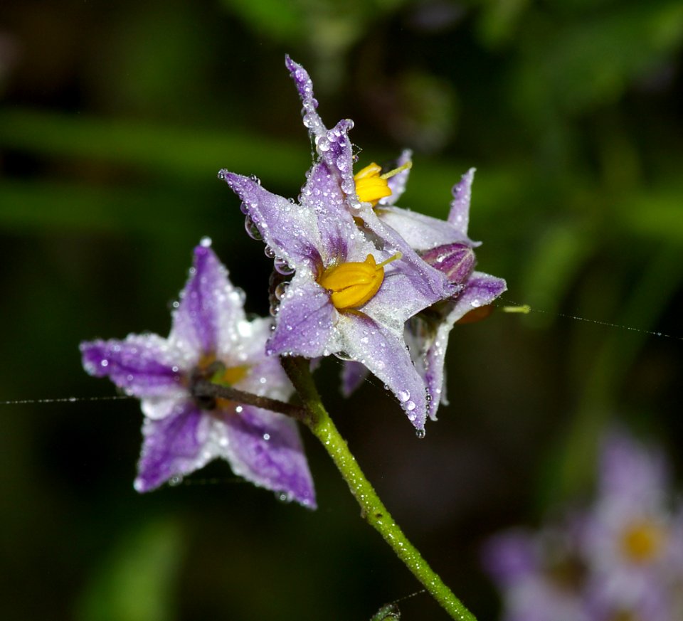 NIGHTSHADE, PURPLE (solanum xanti) (4-3-08) coon creek, montano de oro st park, slo, ca