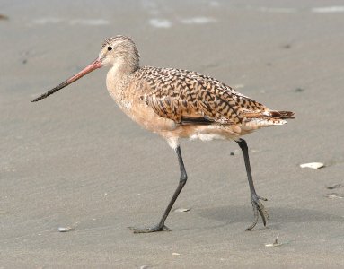 GODWIT, MARBLED (8-22-08) stand, morro bay -02 photo