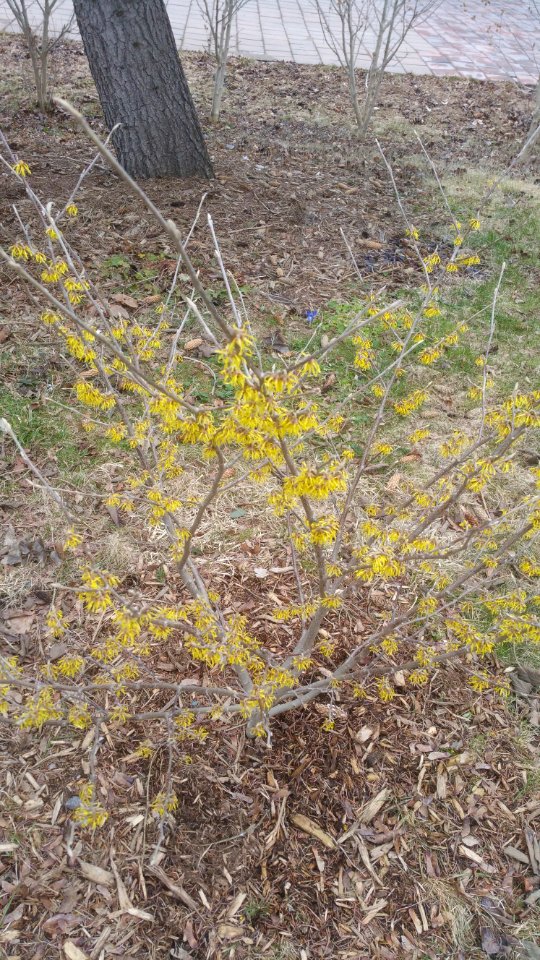 Witch hazel Arnold Promise blooming since very beginning of March