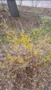 Witch hazel Arnold Promise blooming since very beginning of March