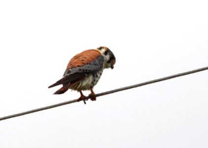KESTREL, AMERICAN (4-13-10) santa margarita lake - 01