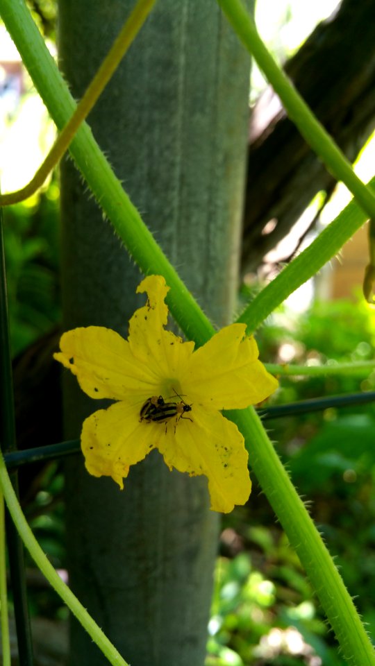 Cucumber beetles mating on cucumber flower