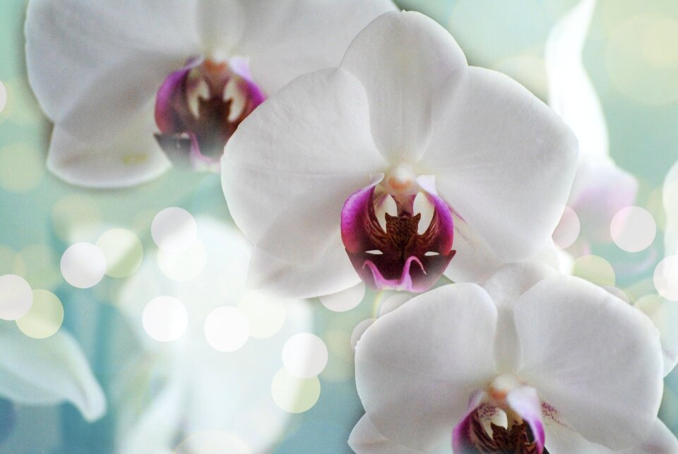 Nature tropical petal