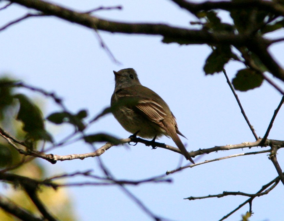 FLYCATCHER, HAMMOND'S (4-1-08) upstream of cerro alto cg -03