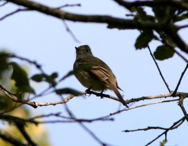 FLYCATCHER, HAMMOND'S (4-1-08) upstream of cerro alto cg -03