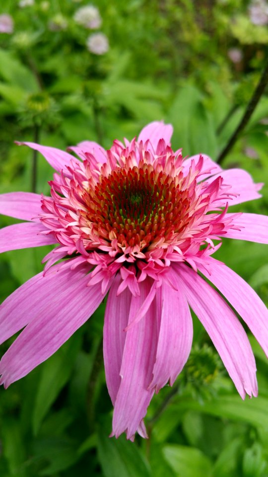 Coneflower