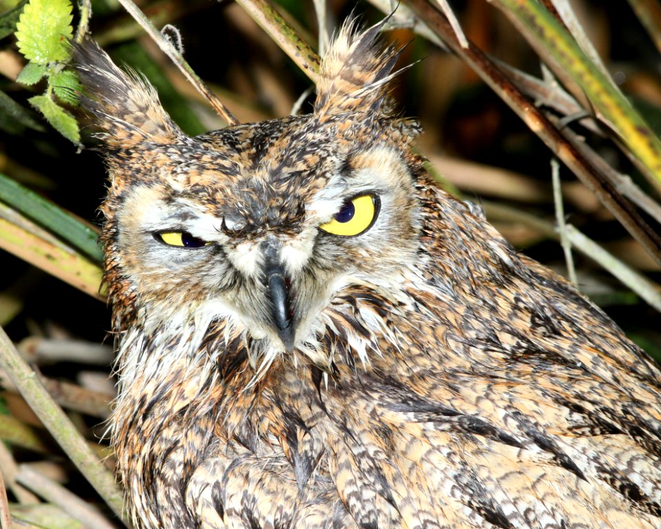 OWL, GREAT HORNED (1-5-10) oso flaco, slo co, ca -02