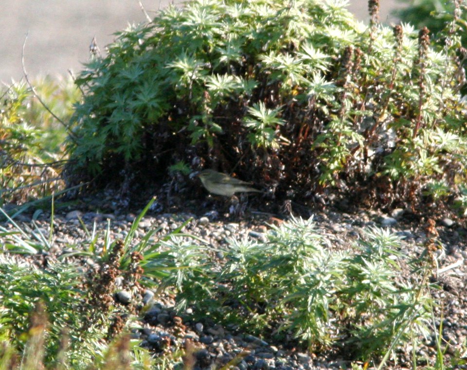 WARBLER, WILLOW (9-3-08) gambell, ak -02