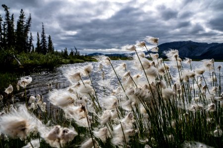 Arctic Refuge - Sheenjek River