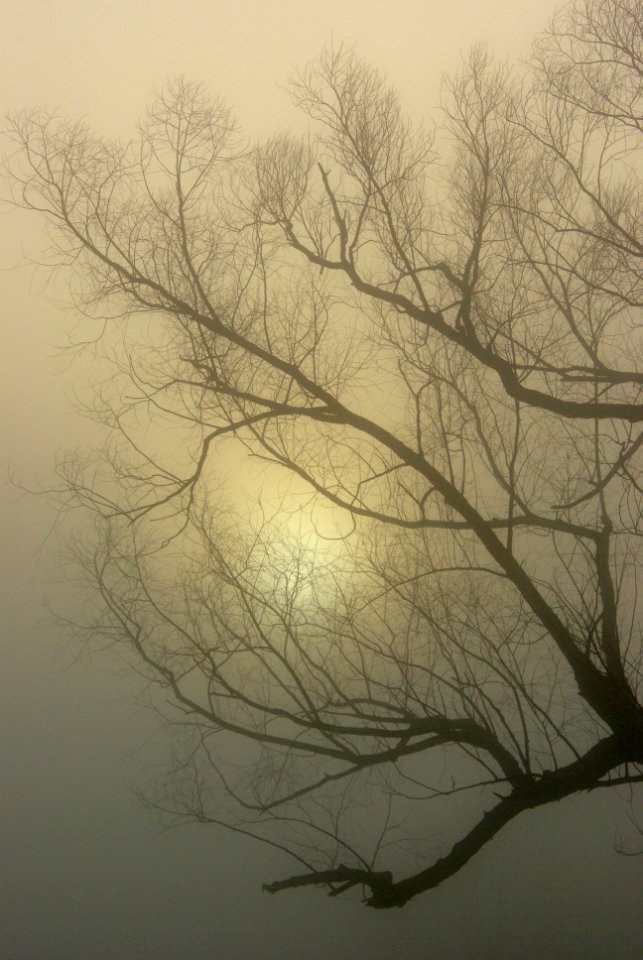 Louisiana morning fog