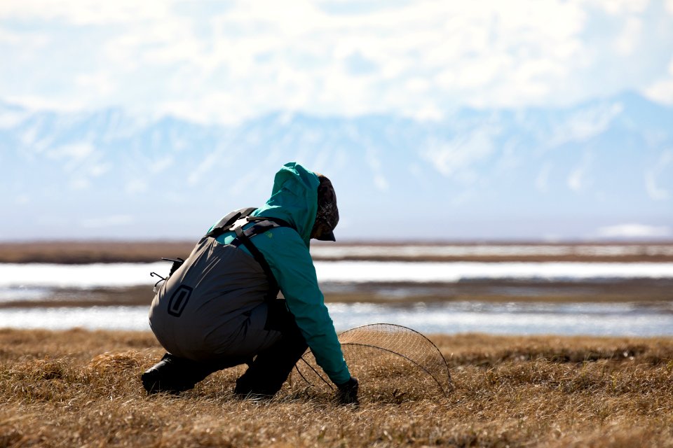 Trapping a semipalmated sandpiper