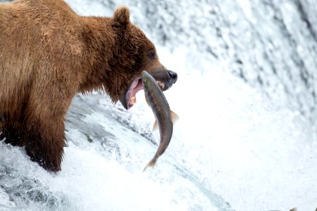 Bear grabs salmon photo