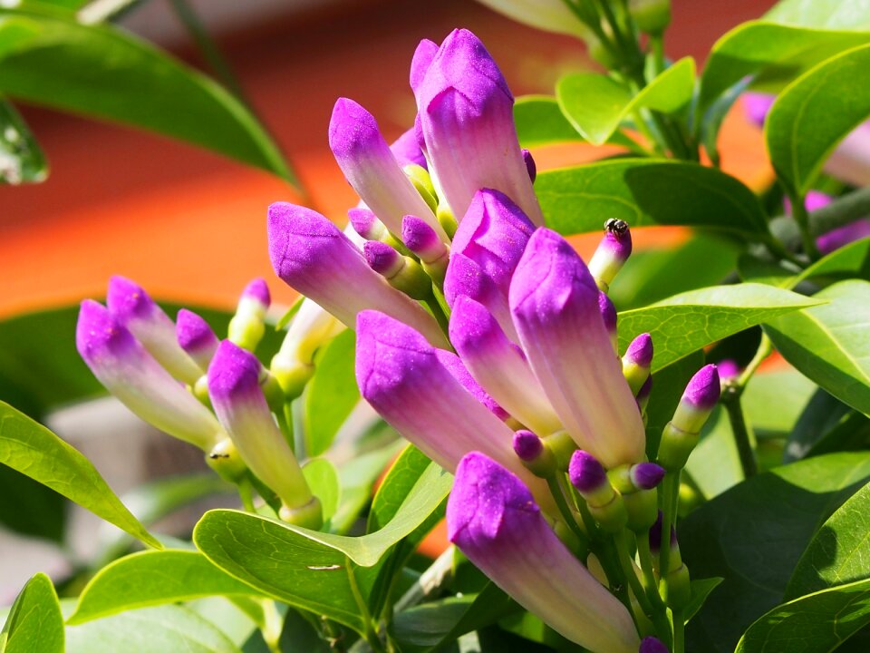 綻 flower flowering