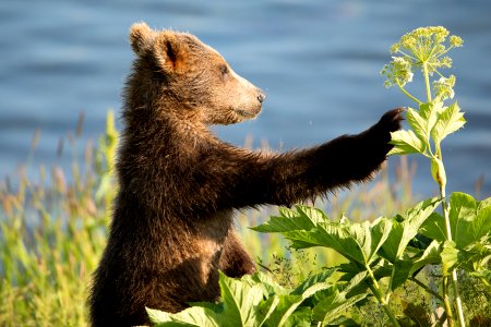Kodiak bear