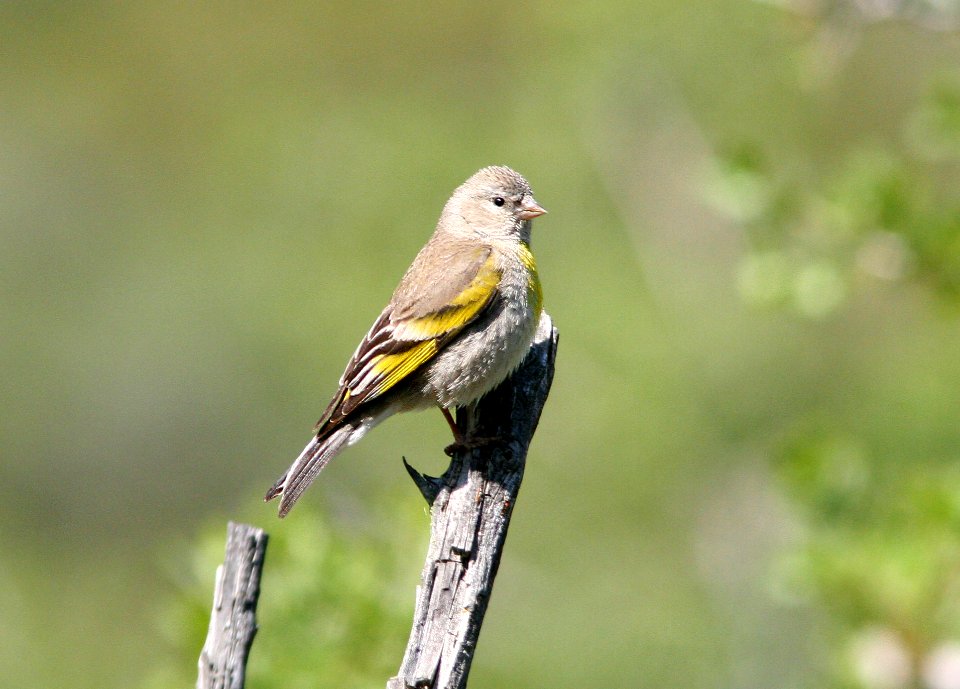 GOLDFINCH, LAWRENCE'S (4-19-08) chimineas ranch -22