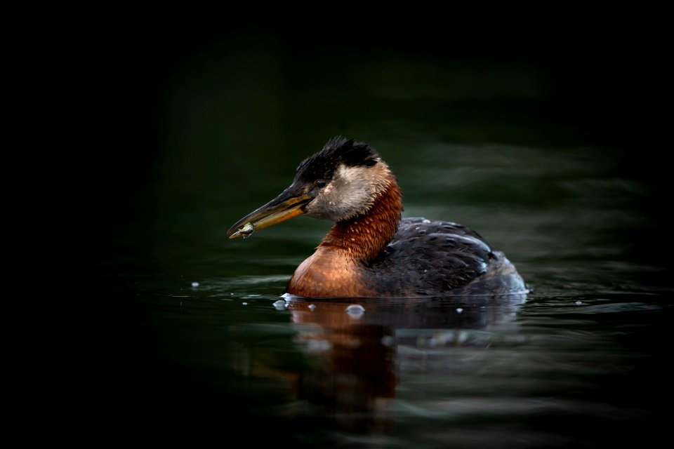 Red-necked grebe with fish