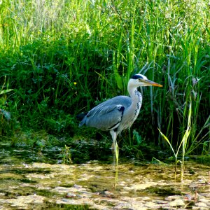 Grey heron pond foraging