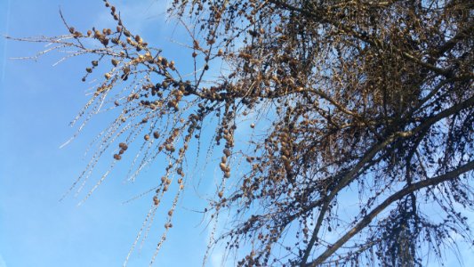 European larch (Larix decidua)