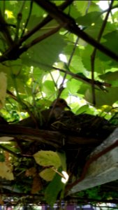 Mourning dove nest