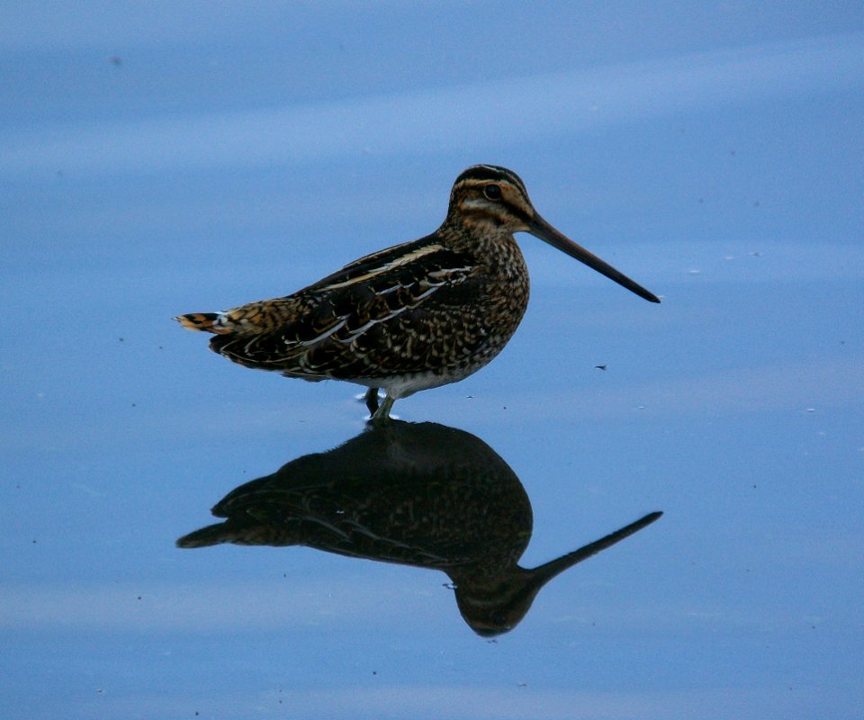 SNIPE, WILSON'S (11-16-07) atascadero -02