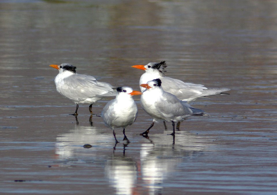 TERN, ROYAL (12-21-07) -3