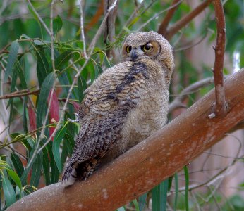 OWL, GREAT-HORNED (6-25-08) juv, morro bay state park, san luis obispo co, ca -10