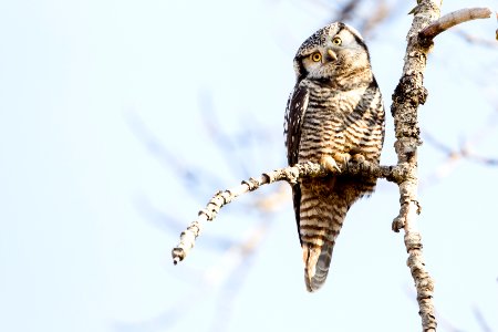 Northern Hawk Owl photo