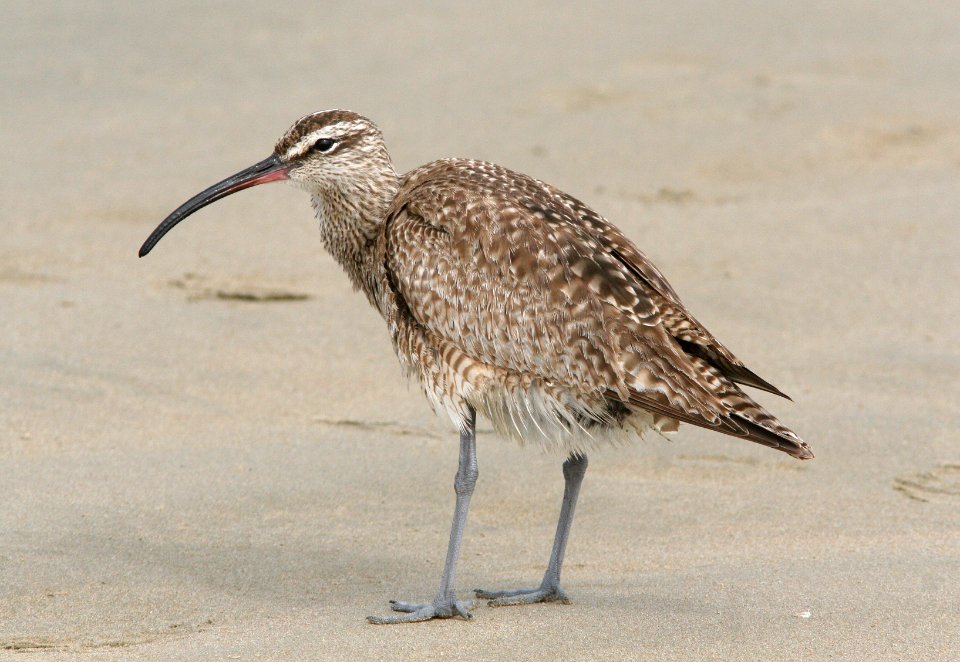 WHIMBREL (8-22-08) stand, morro bay -04