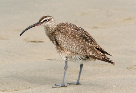 WHIMBREL (8-22-08) stand, morro bay -04