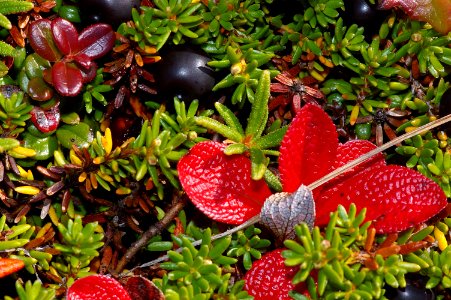 THE BIG ROCK GARDEN - crowberry