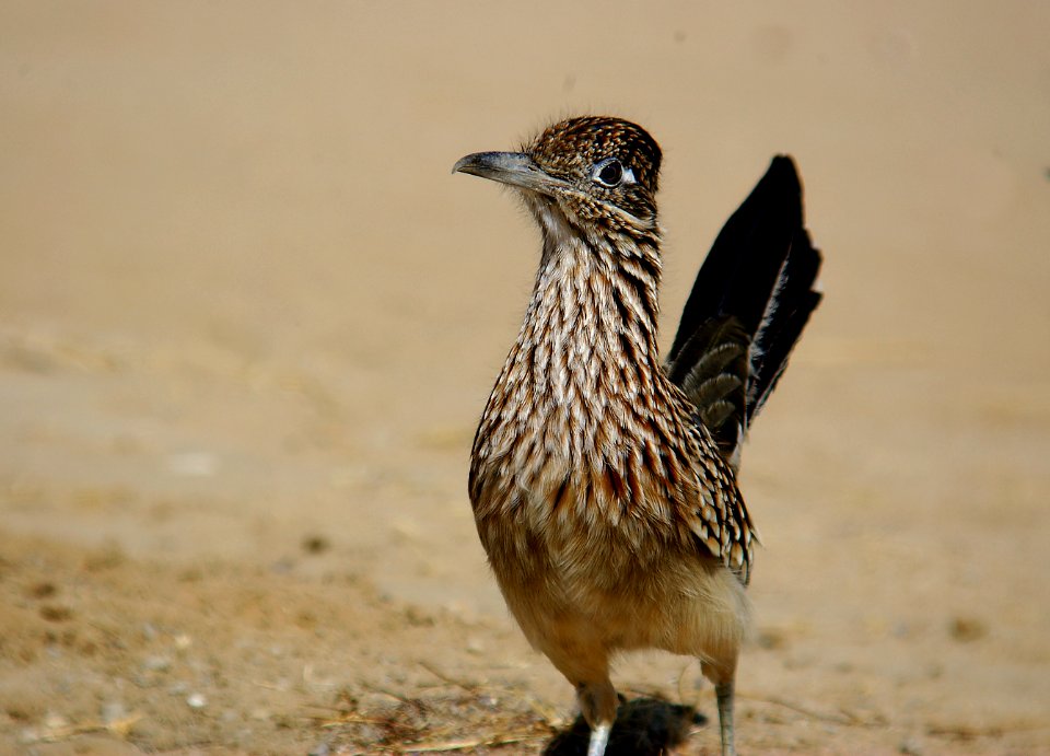ROADRUNNER, GREATER (10-11-05) Carrizo Plain National Monument, SLO Co, CA