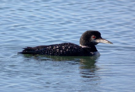 LOON, COMMON (12-22-07) -01 photo