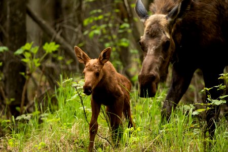 Moose calf photo