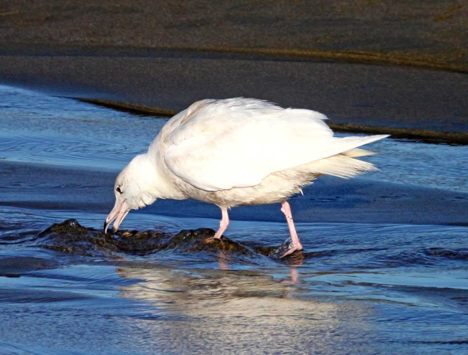 GULL, GLAUCOUS (2-22-10) first winter, elephant seal area, slo co, ca -05