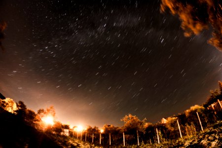 garden under stars