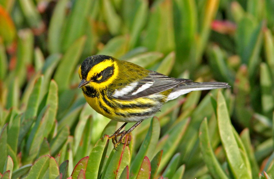 WARBLER. TOWNSEND'S (12-19-07) black hill, morro bay -7