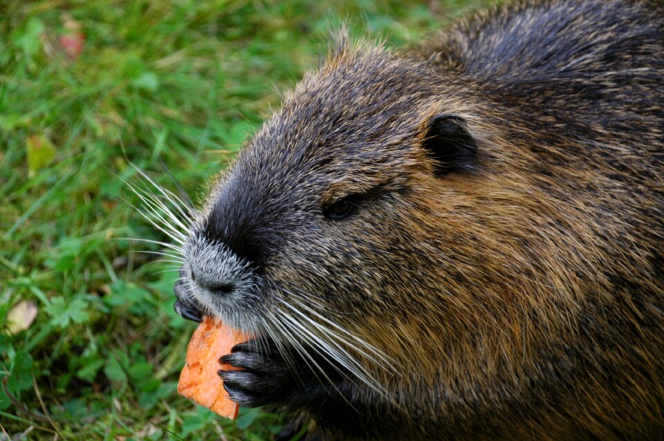 Nutria bisamberg draft water rat