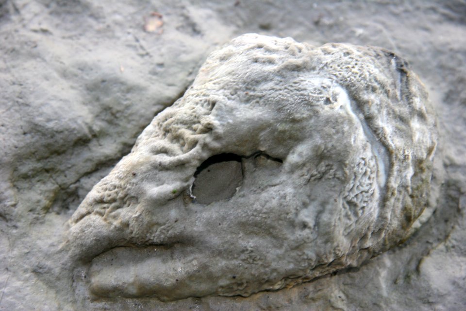 Salmon Decay