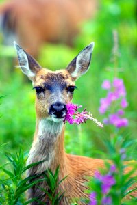 Sitka Black-tailed Deer photo