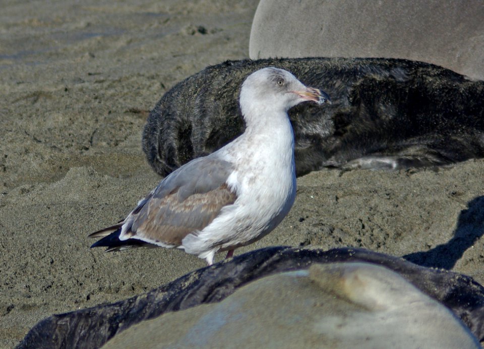 GULL, WESTERN (1-29-08) 2nd winter, el seal rookery -1
